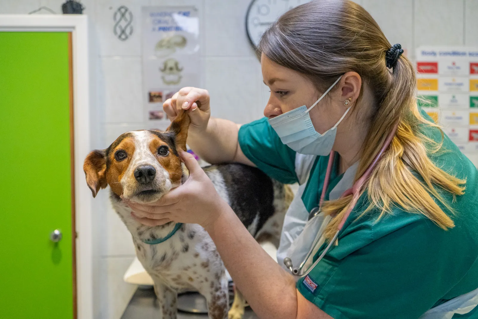 flea-and-worm-treatment-062de888d09f79
