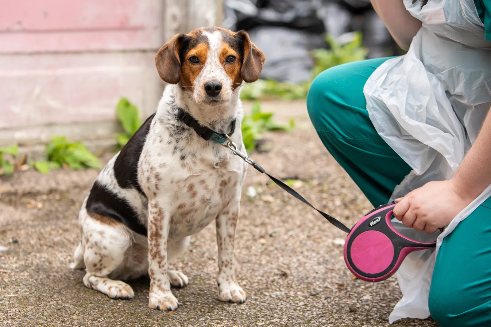 microchipping-062de889581a42