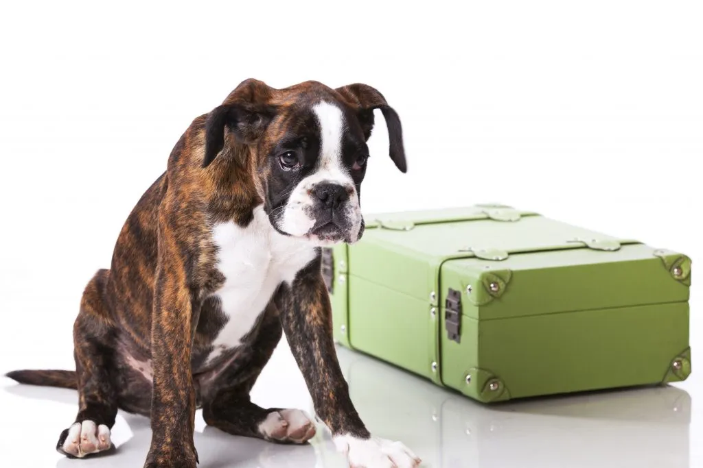pet-services-762de889a068c7