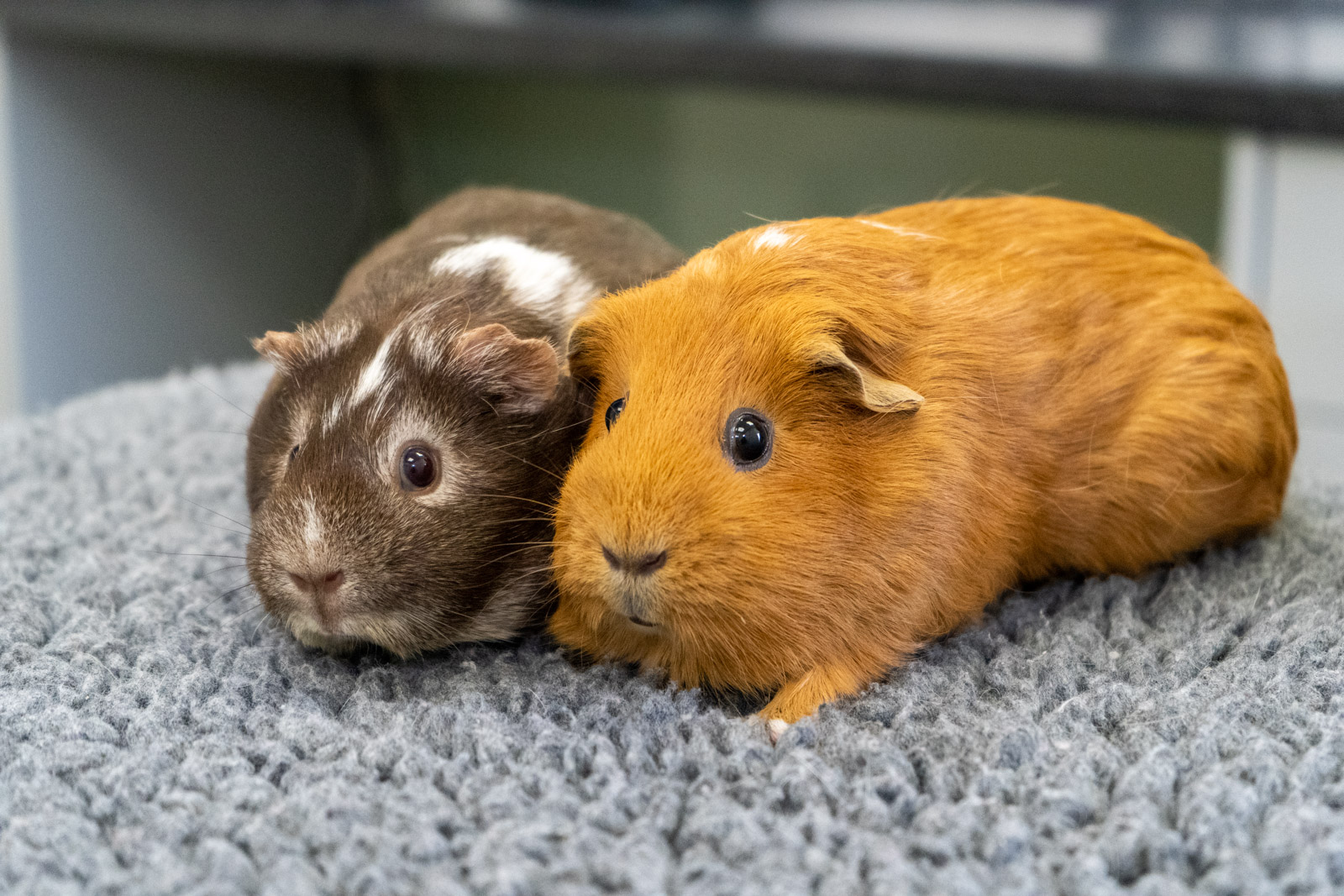 Haven Veterinary Group (Web)-100961